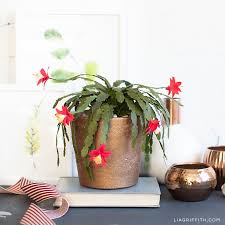 If you already have a collection of christmas cactus in your garden or in your home for a best potting soil for repotting christmas cactus. How To Make A Crepe Paper Christmas Cactus Lia Griffith