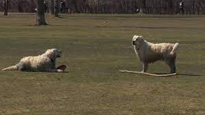 Canadian online pharmacy as well as canadian prescriptions, canada online medications and discount canadian pharmacy promo codes, & deals from giving assistant. Buyer Beware Where You Purchase Your Pets Medication Matters Winnipeg Globalnews Ca
