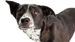 Garmin delta smart dog training device. Petition Remove The Electric Shock Feature From Garmin S New Delta Smart Dog System Change Org