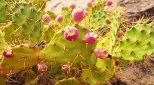 (botanique) cactus à raquettes (cactus raquette) épineuses, naturalisé notamment sur le pourtour méditerranéen et en afrique du sud. Les Bienfaits De L Huile De Figue De Barbarie