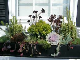 Idee Blumenkasten Gestaltung Sukkulenten Bunt Pflege Einfach Fenster Fensterbox Blumen Fensterkasten Blumenkasten