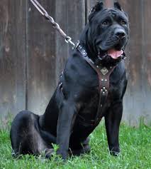Pin On Bestia Leather Harnesses For Big Dogs