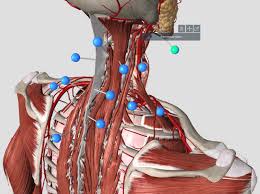 With groundbreaking innovations such as patented macupdates' download link brings you to the mac app store, where the current version is called complete anatomy 20, its version is 5.0.1. Essential Anatomy 5 3d4medical