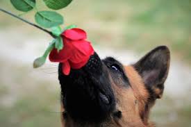 They are relatively low in sugar, but you should still feed raspberries to your dog only in moderation. Are Roses Toxic To Cats What You Need To Know Excited Cats