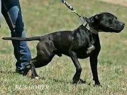 Pin On American Pit Bull Terrier Apbt Game Dog Working Pitbull Conditioned Apbt Pitbull Bull Dogs Pitbull Dog Red Nose Adba