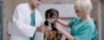 Check spelling or type a new query. How To Become A Veterinary Assistant Veterinarian Training Edu