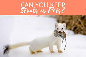 The costs of ferrets at petsmart vary widely, starting from $50 to as high as $250, depending on the type, breed, age, gender, or even on the location of the store. Stoats As Pets Guidelines And General Tips Is It Legal
