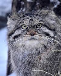 pin ot polzovatelya alex vanzo na doske pallas cat manul bolshie koshki zhivotnye