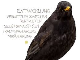 Krafttier Amsel Kopf Vermittler Zwischen Den Welten Traumwanderung Entwicklung Veranderung Anpassung Selbtbewusstsein Lebensmut L Krafttier Kraft Amsel
