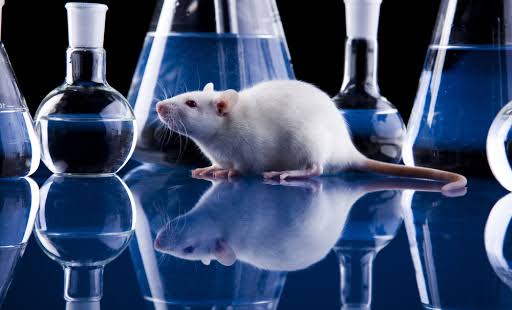 Resultado de imagen para experimentacion con animales a contra"