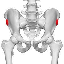 This part is the most observable and palpable of the pelvis. Category Anterior Superior Iliac Spine Wikimedia Commons