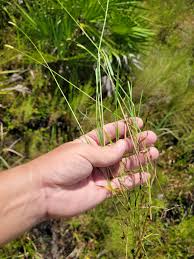 Image result for Sacciolepis rigens