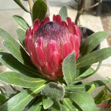 Image result for Platycoryne protearum