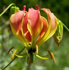 Image result for Gloriosa sessiliflora