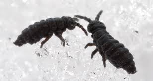 Their presence alone makes them pests! What Are Snow Fleas All About Winter Springtails Farmers Almanac