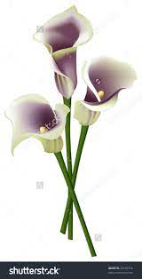 Calla Lily Stock Vectors Vector Clip Art Shutterstock Calla Arum Lily Calla Calla Lily