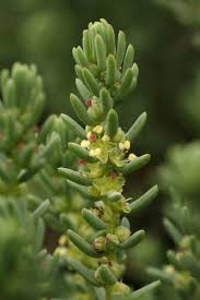 Image result for Suaeda