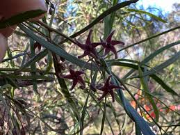 Image result for Vincetoxicum afrum