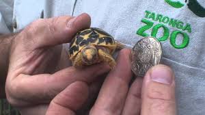 Interestingly, male indian star tortoises for sale are usually under 20 cm (8 inches) long. Baby Indian Star Tortoise At Taronga Zoo Youtube