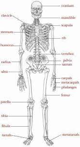 Skeletal System Amazing Body Facts For Conscious Living If You Don T Know Where To Start Human Skeletal System Human Anatomy And Physiology Medical Anatomy