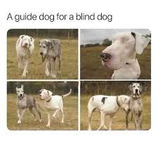 Check spelling or type a new query. Dank Memes Guide Dog Dog Via R Wholesomememes