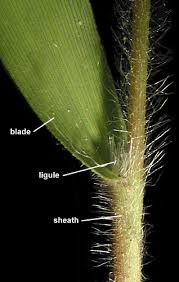 Image result for Dichapetalum edule