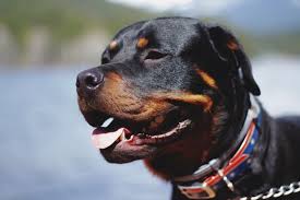 Just browse through the lists of dog names below and you shouldn. Top 118 Best Rottweiler Names For Your Puppy By Kidadl