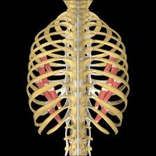 Check spelling or type a new query. Anatomy Of Thoracic Cage Or Rib Cage Bone And Spine