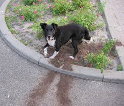 Maybe you would like to learn more about one of these? Dangerous Plants To My Dogs Pethelpful