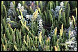 Image result for Sarcocornia perennis