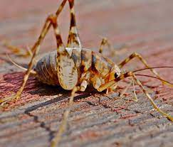 Source for information on camel cricket: Newest House Pest The Camel Cricket