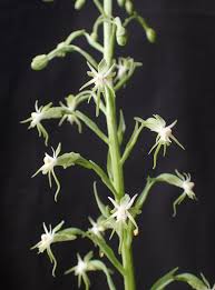 Image result for Habenaria schimperiana