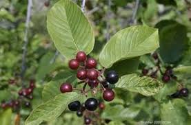 Image result for Cascara