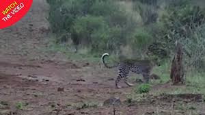 Black leopards results and fixtures. Ultra Rare Black Leopard Caught On Camera In Africa For First Time In A Century World News Mirror Online