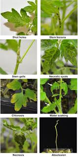 Image result for tomato seedling pseudomonas syringae pv tomato symptoms