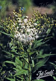 Image result for Vernonia zanzibarensis