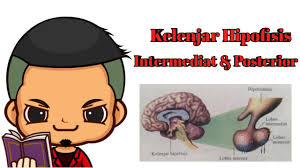 Check spelling or type a new query. Kelenjar Hipofisis Intermediat Dan Posterior Youtube