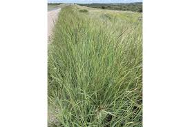 Image result for Diheteropogon amplectens