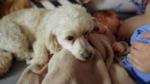 144 Breastfeeding Dog Videos And Hd Footage Getty Images