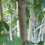 Image result for Pavetta revoluta