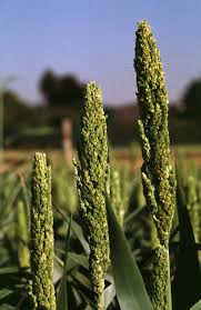 Image result for Sorghum bicolor