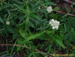 Image result for Agathisanthemum