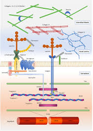 Resistance training works by inducing muscle contraction. Frontiers Skeletal Muscle Extracellular Matrix What Do We Know About Its Composition Regulation And Physiological Roles A Narrative Review Physiology