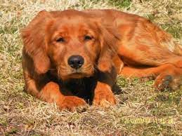 If the red golden retriever pup was born into a hunting or sporting family then there is a high chance that he will be on the shorter and lighter side of the above weight and height spectrum. Akc Ofa Red Golden Retriever Puppies For Sale In Millbach Pennsylvania Classified Americanlisted Com