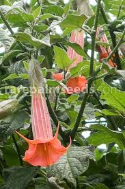 Image result for Brugmansia
