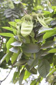 Image result for Centrolobium