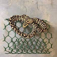 Pin On Snek