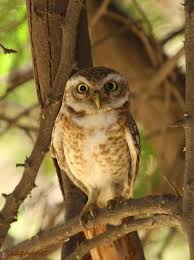 Feng Shui Rules For Owl Statue