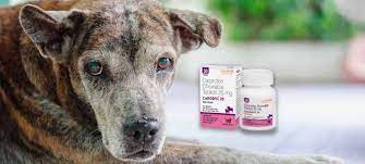 Carprofen For Dogs Dosage Side Effects And Alternatives Relievet