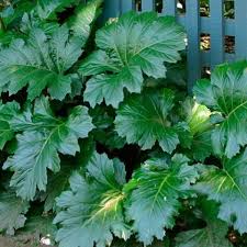 Image result for Acanthus polystachyus